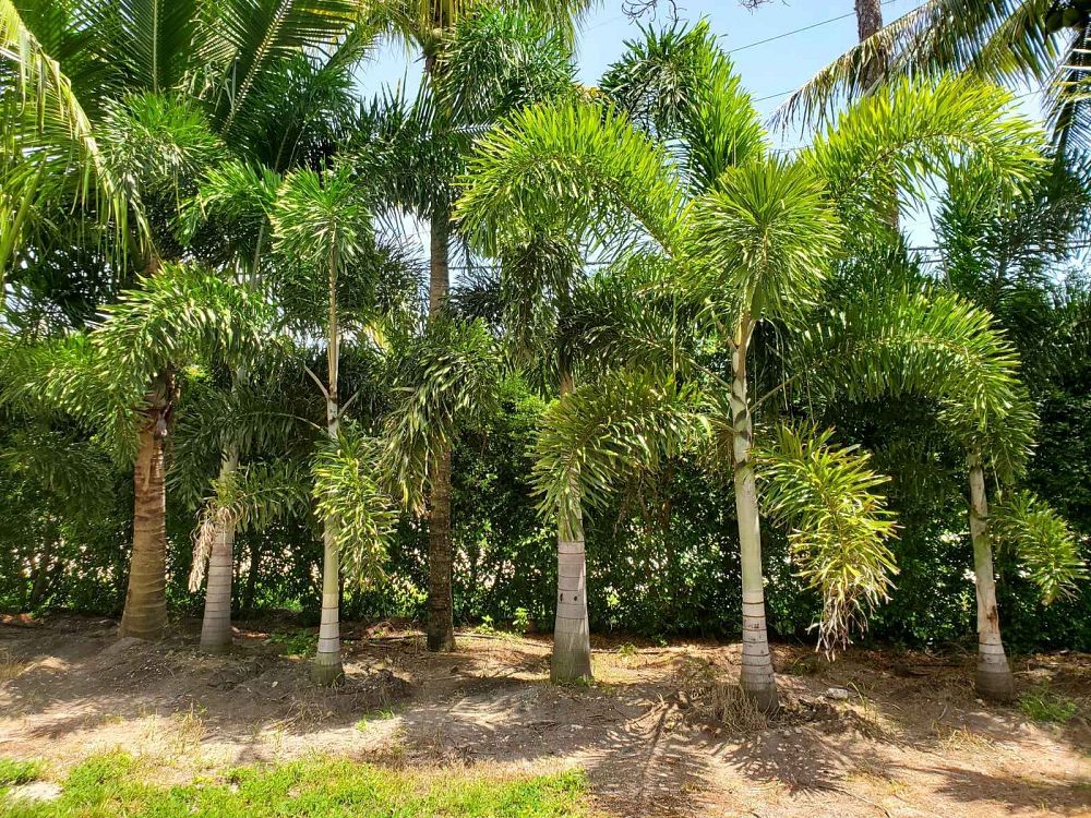 wodyetia-bifurcata-foxtail-palm