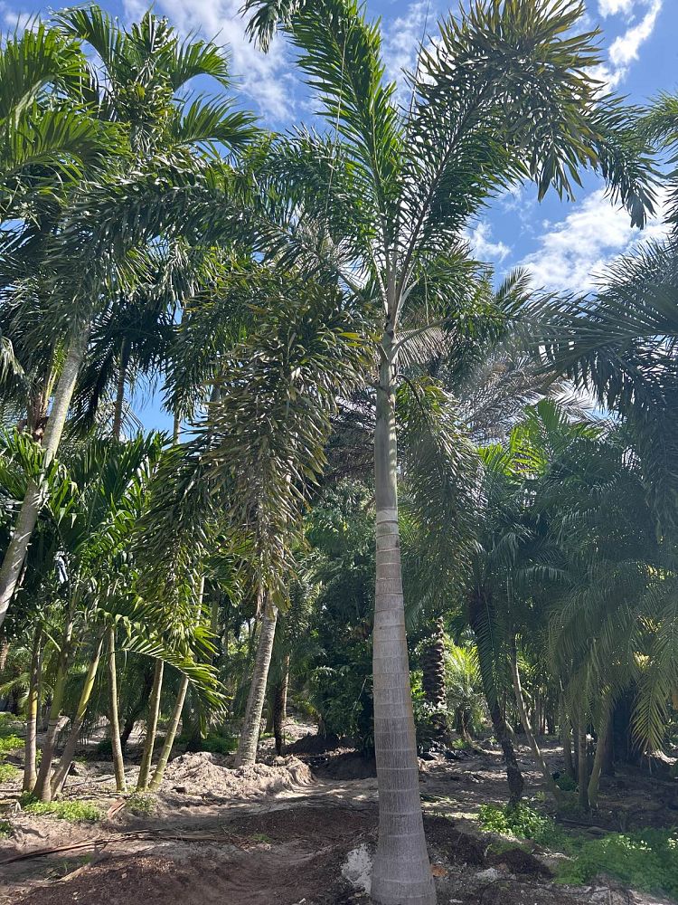 wodyetia-bifurcata-foxtail-palm