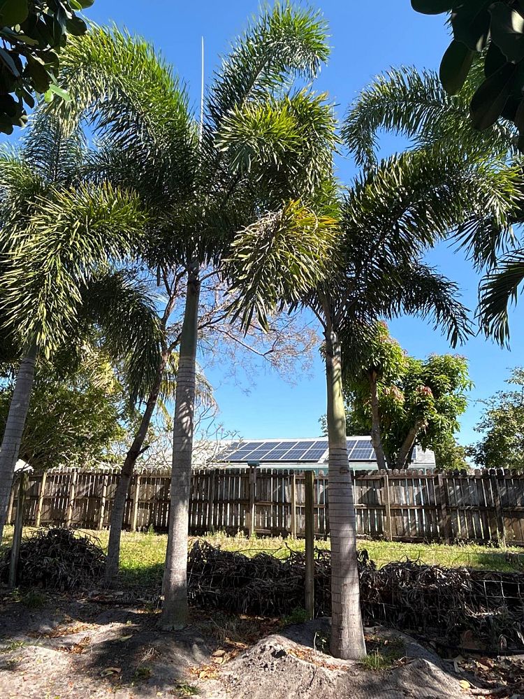 wodyetia-bifurcata-foxtail-palm