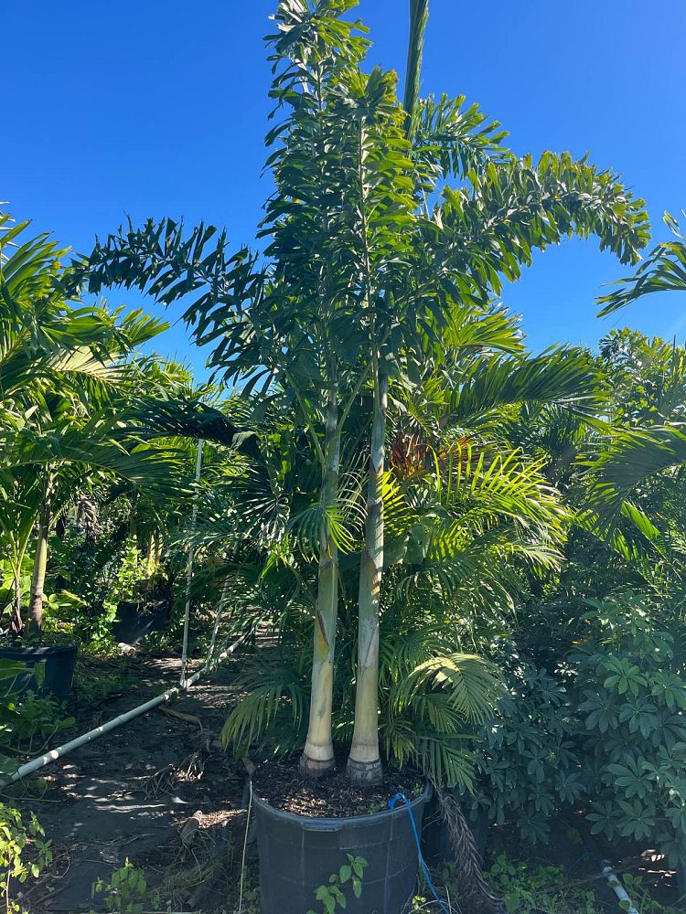 wodyetia-bifurcata-foxtail-palm