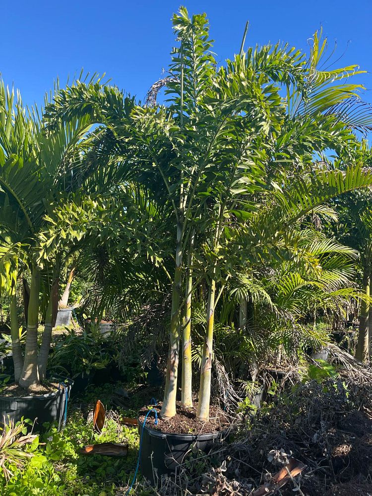 wodyetia-bifurcata-foxtail-palm