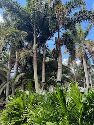wodyetia-bifurcata-foxtail-palm