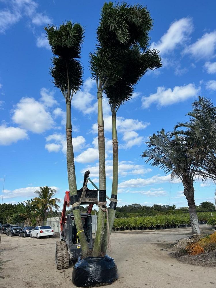 wodyetia-bifurcata-foxtail-palm