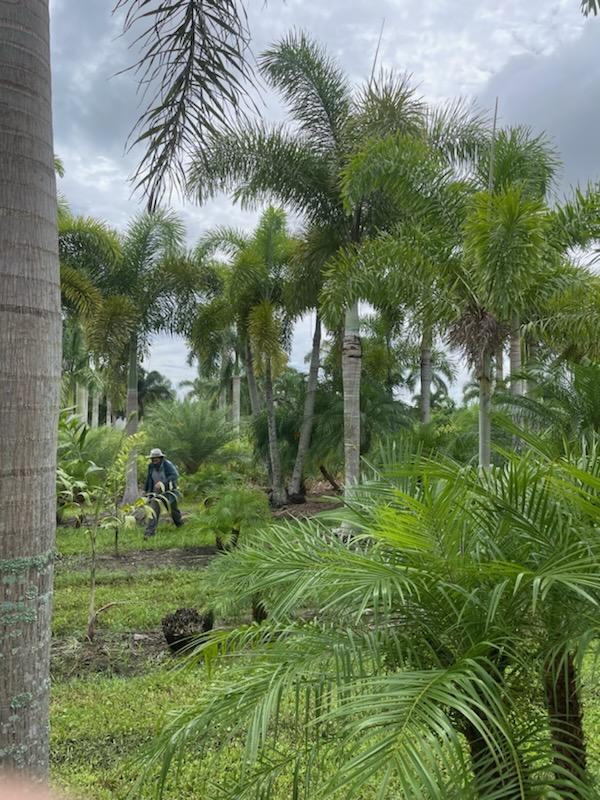 wodyetia-bifurcata-foxtail-palm