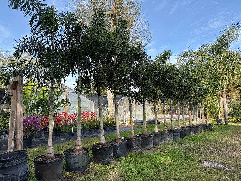 wodyetia-bifurcata-foxtail-palm