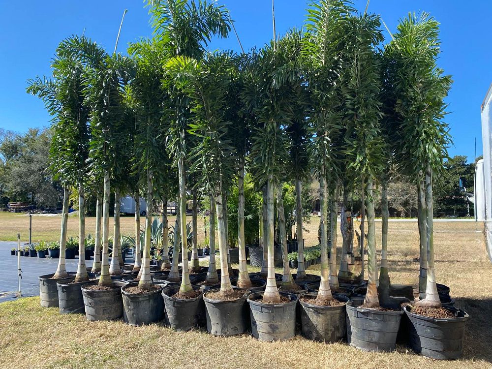 wodyetia-bifurcata-foxtail-palm