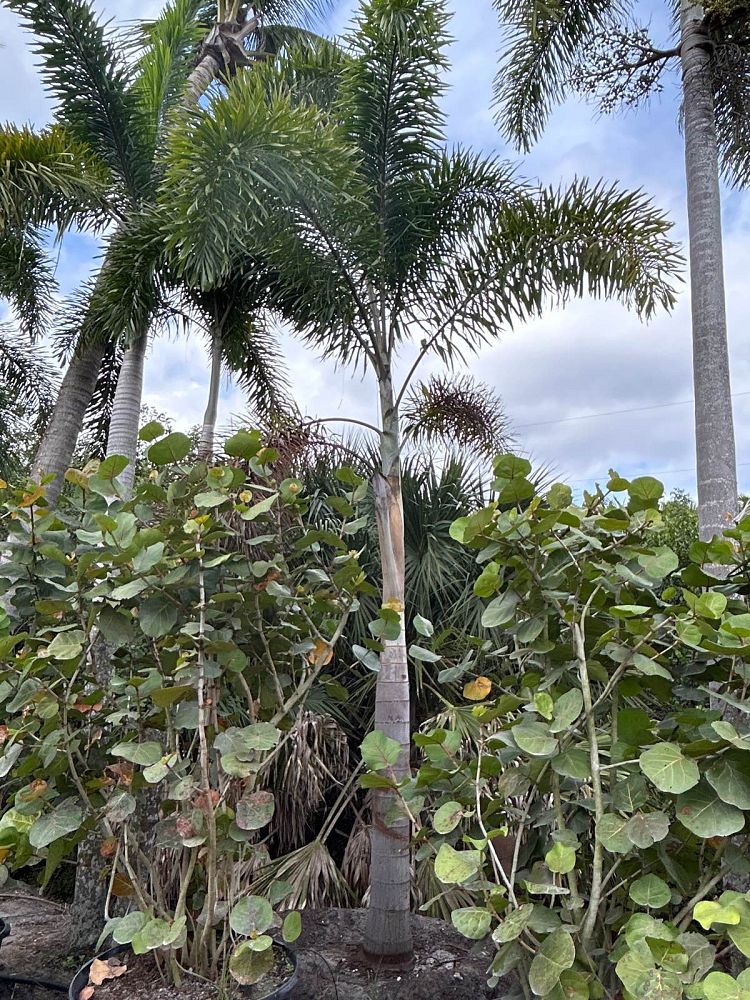 wodyetia-bifurcata-foxtail-palm