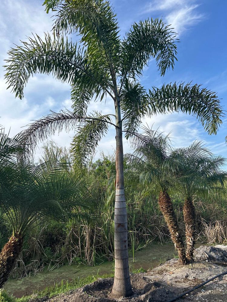 wodyetia-bifurcata-foxtail-palm