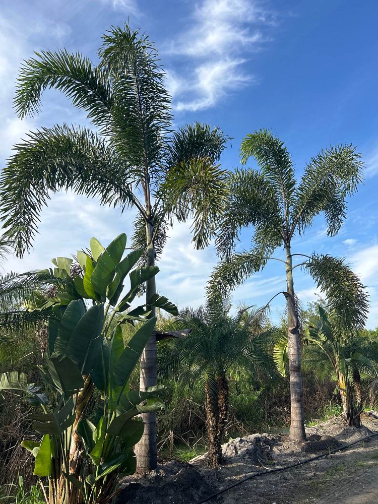 wodyetia-bifurcata-foxtail-palm