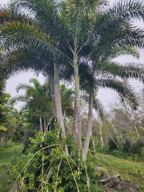 wodyetia-bifurcata-foxtail-palm