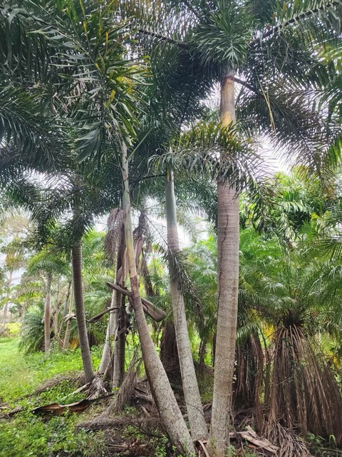 wodyetia-bifurcata-foxtail-palm