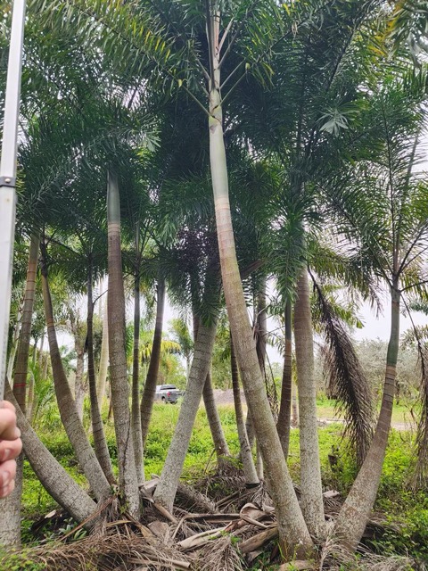 wodyetia-bifurcata-foxtail-palm