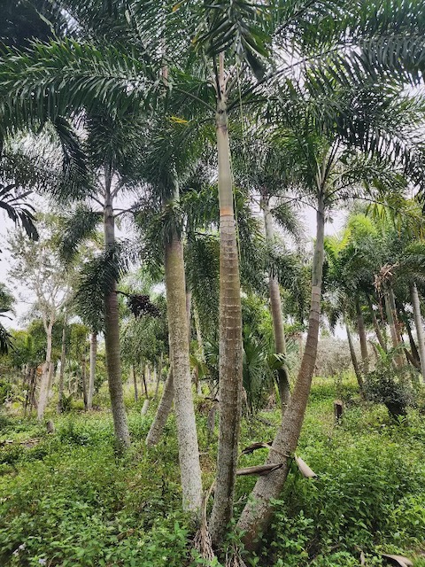 wodyetia-bifurcata-foxtail-palm