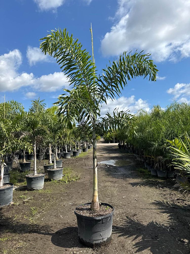 wodyetia-bifurcata-foxtail-palm
