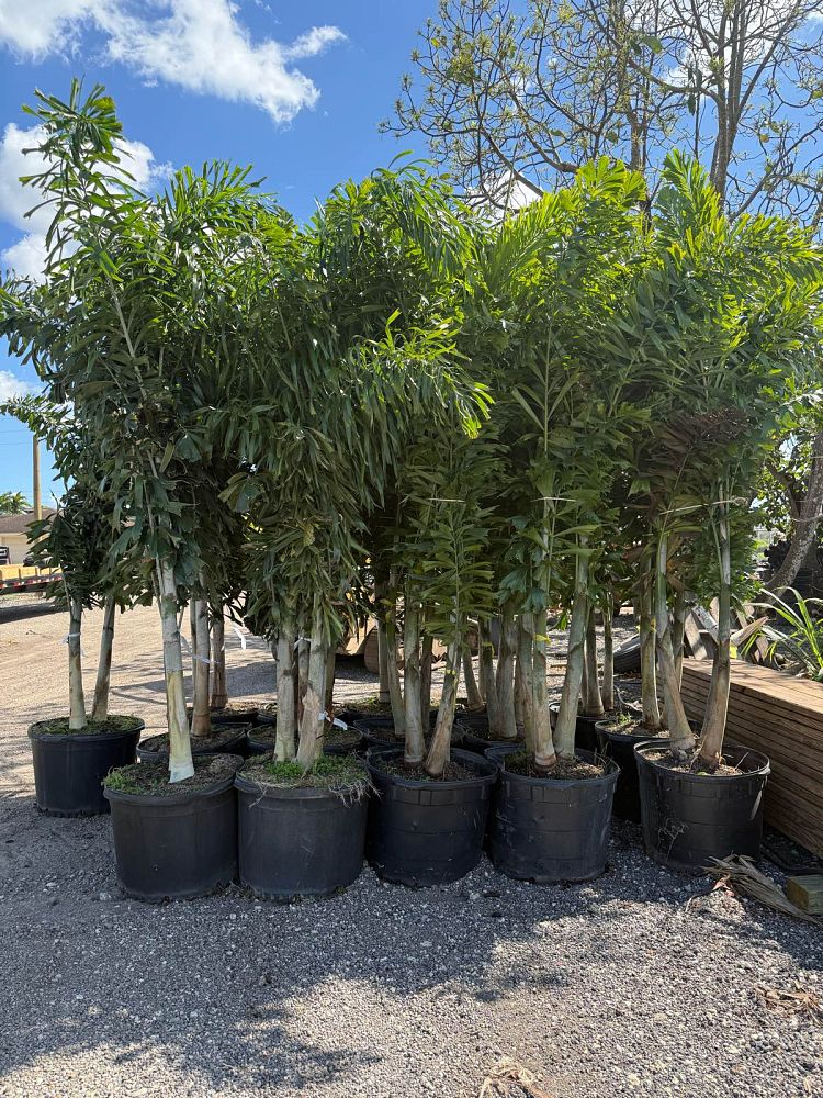 wodyetia-bifurcata-foxtail-palm