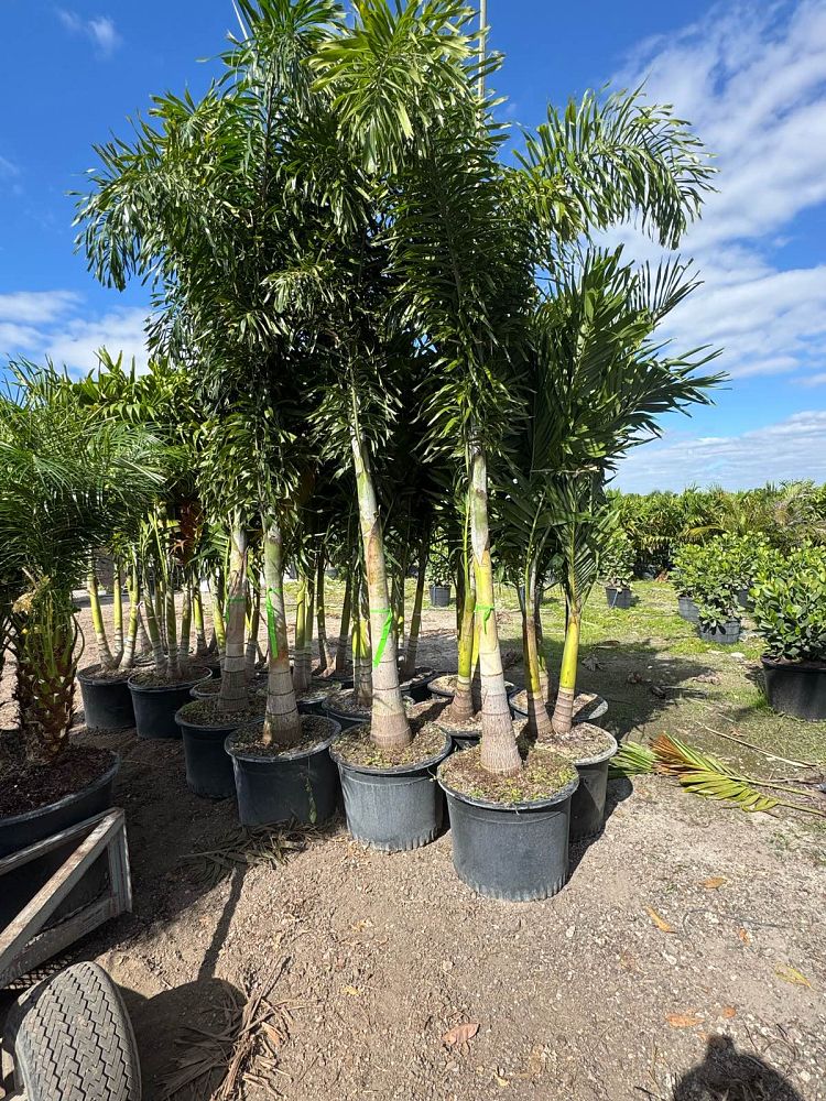 wodyetia-bifurcata-foxtail-palm