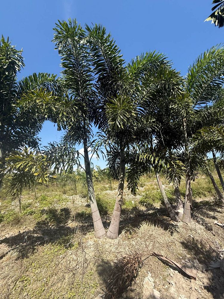 wodyetia-bifurcata-foxtail-palm