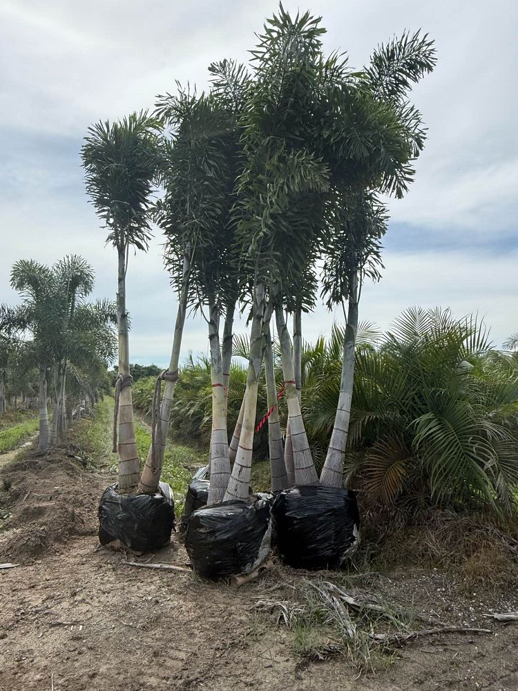 wodyetia-bifurcata-foxtail-palm