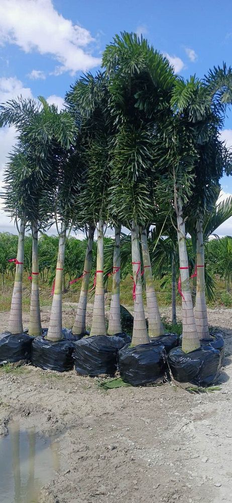 wodyetia-bifurcata-foxtail-palm