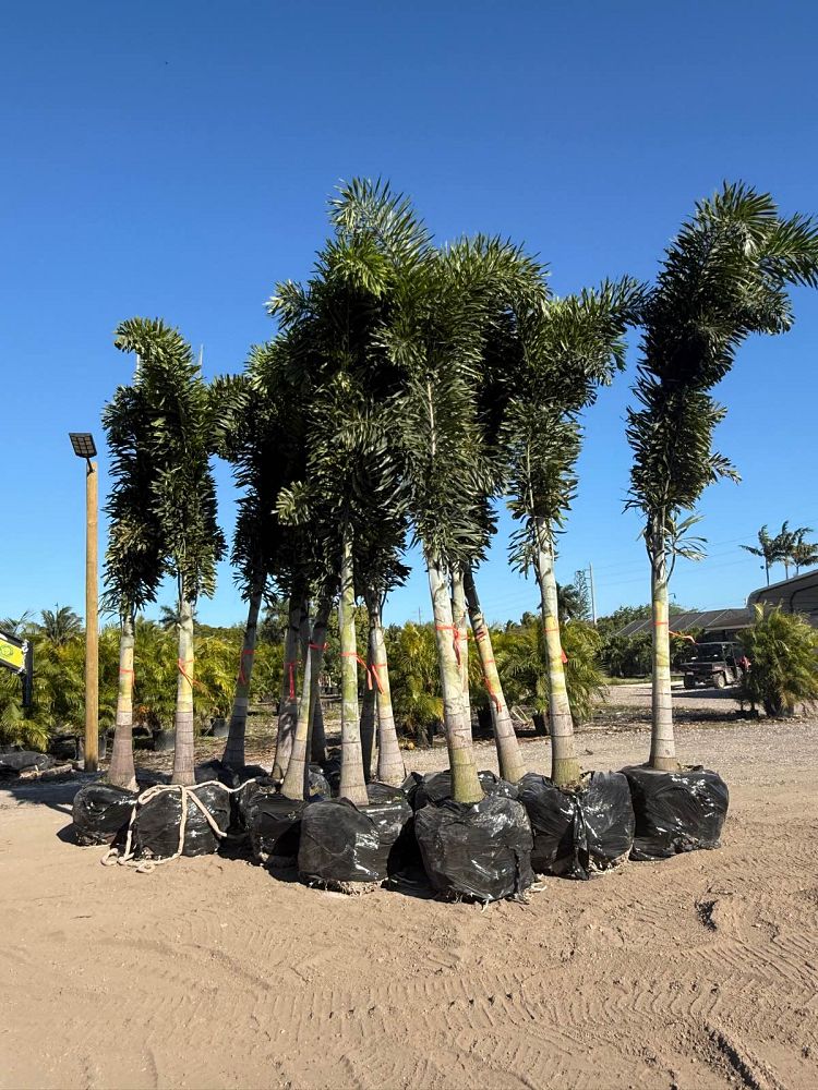 wodyetia-bifurcata-foxtail-palm