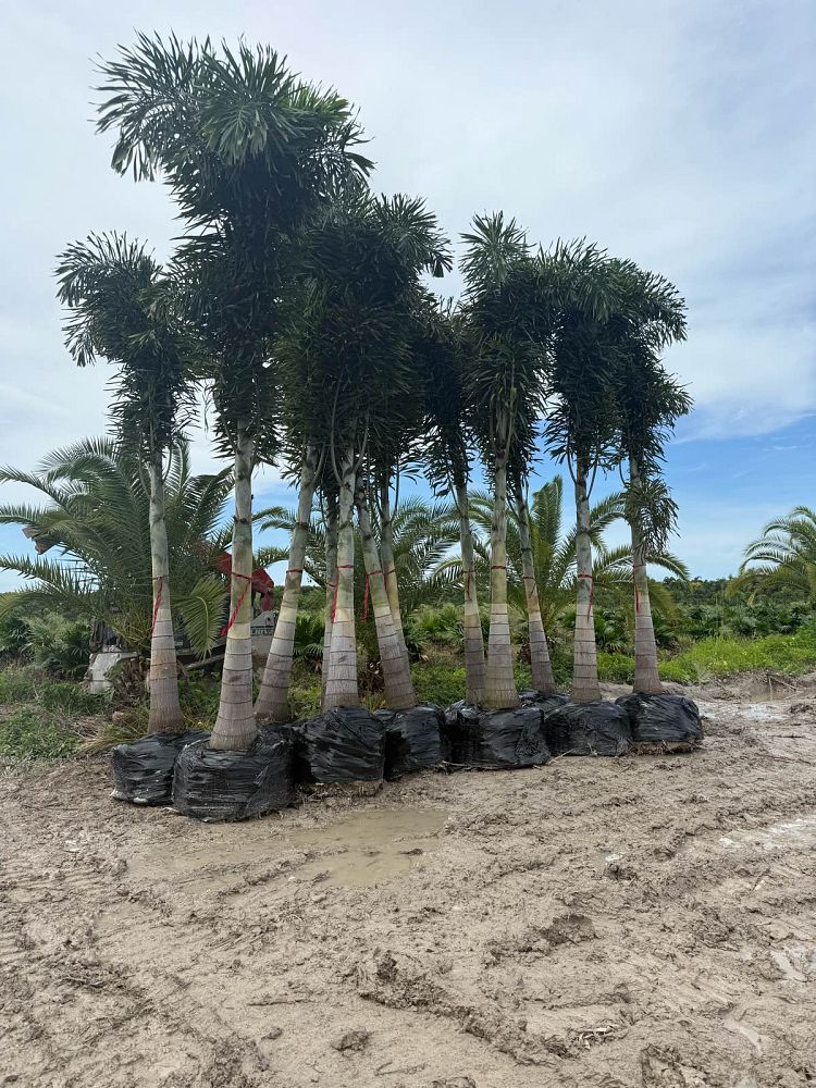 wodyetia-bifurcata-foxtail-palm