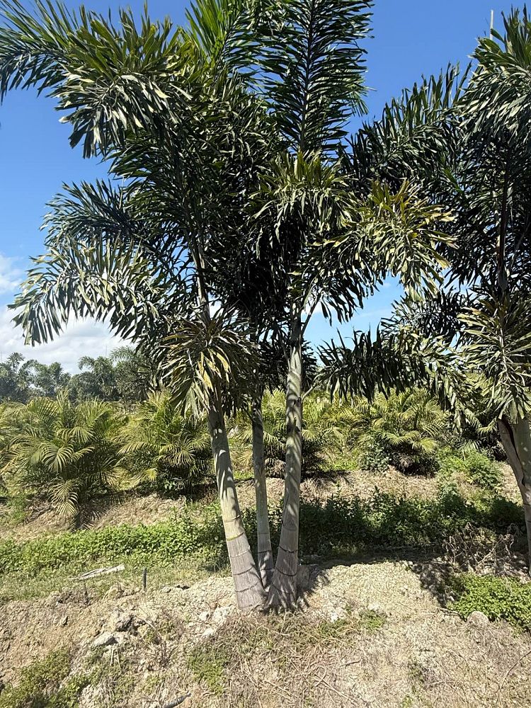 wodyetia-bifurcata-foxtail-palm