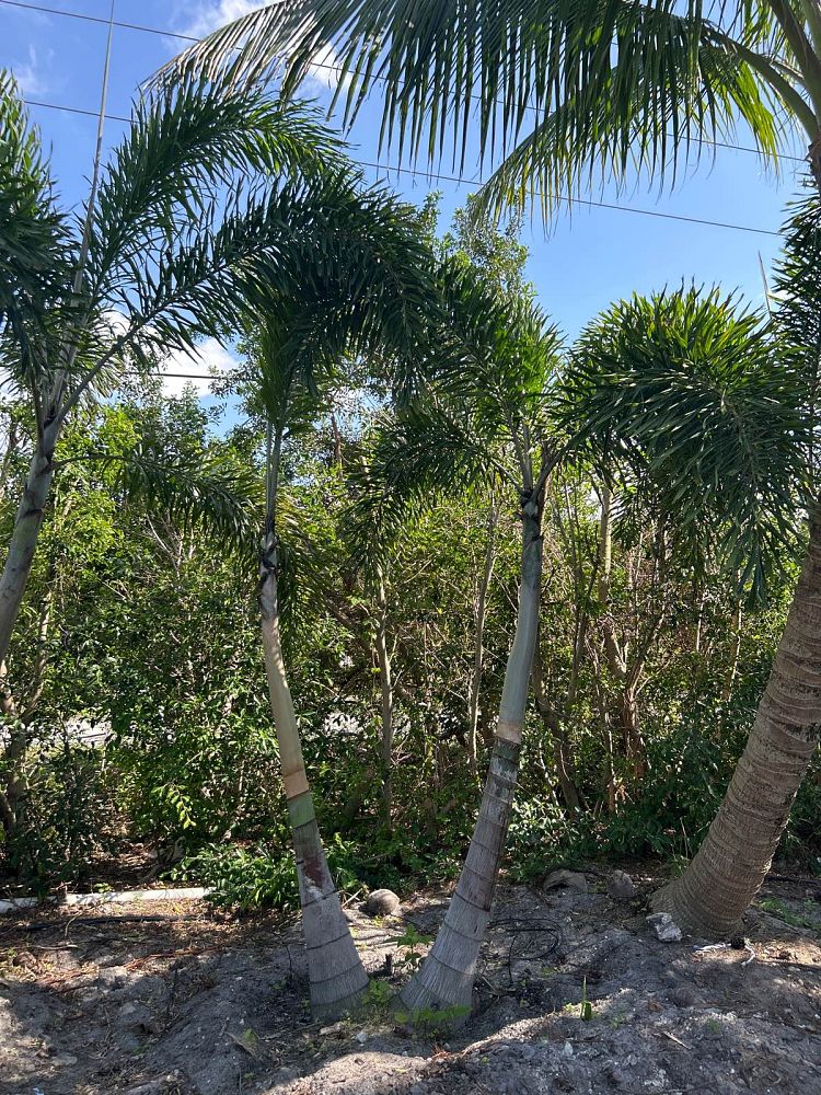 wodyetia-bifurcata-foxtail-palm