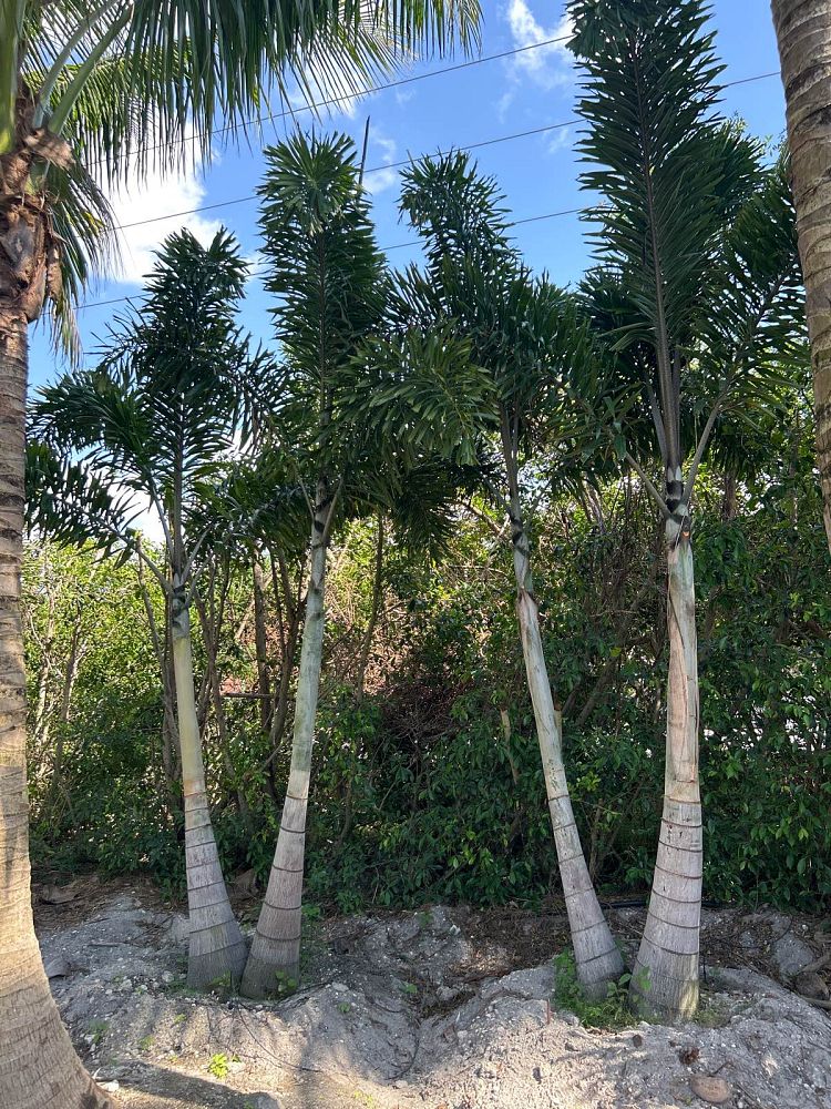 wodyetia-bifurcata-foxtail-palm