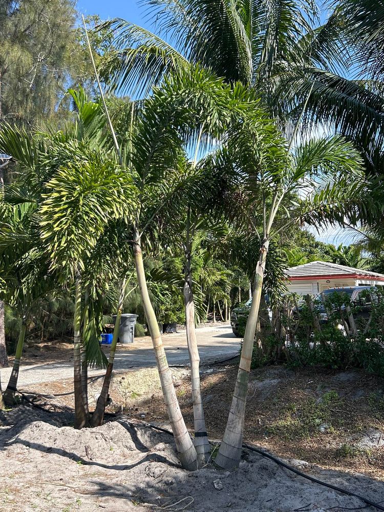 wodyetia-bifurcata-foxtail-palm