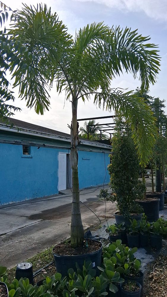 wodyetia-bifurcata-foxtail-palm