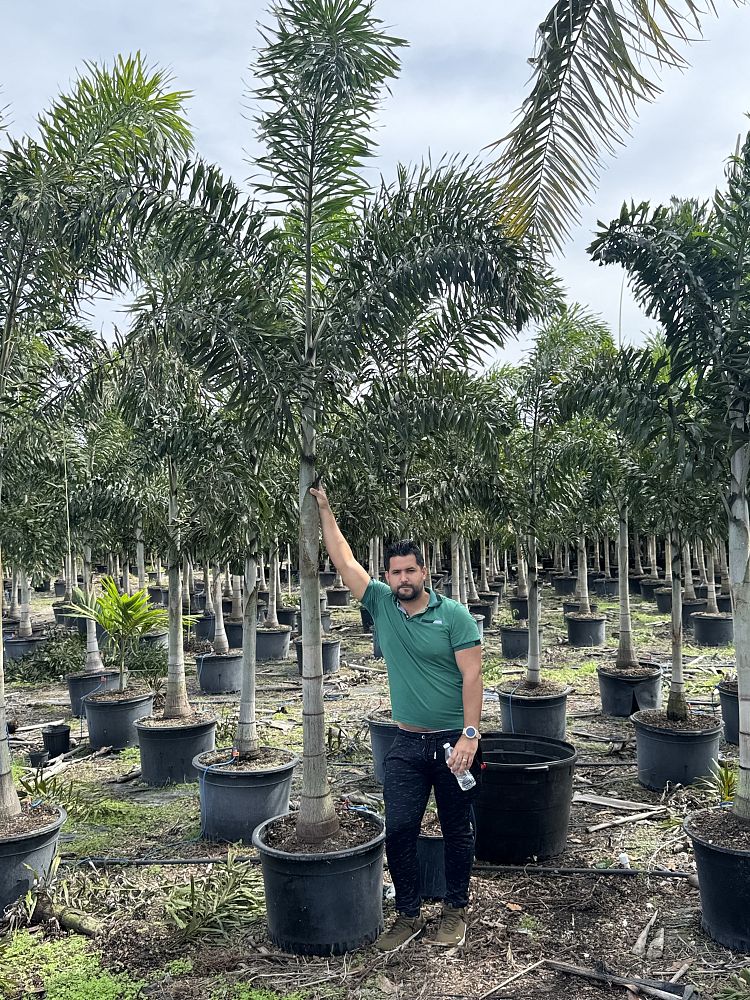 wodyetia-bifurcata-foxtail-palm
