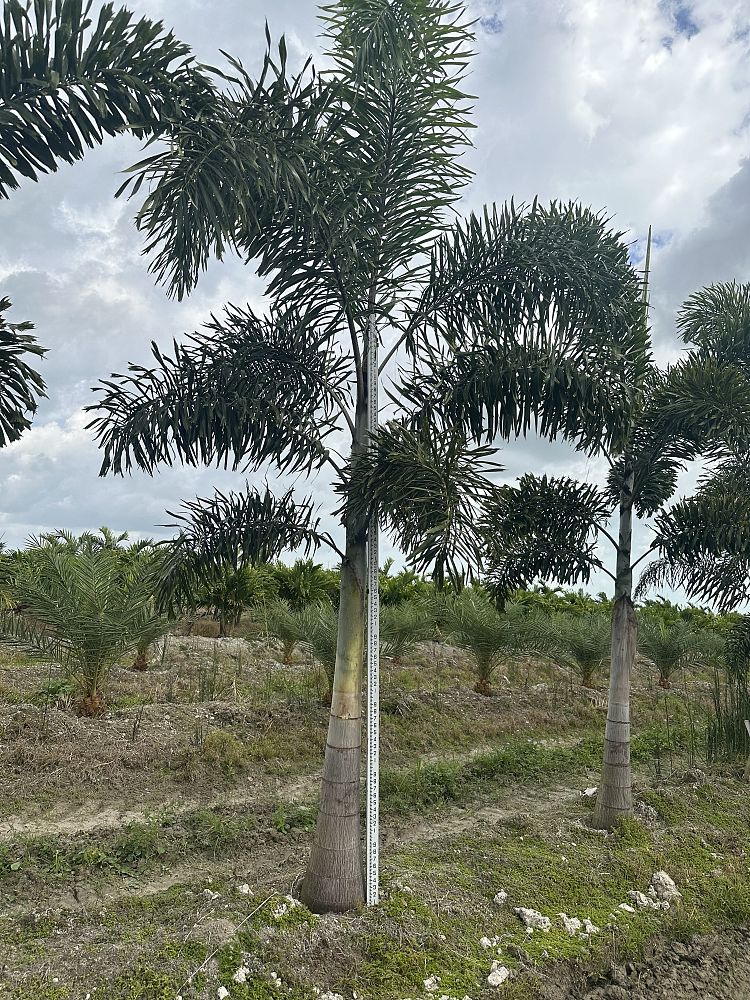 wodyetia-bifurcata-foxtail-palm
