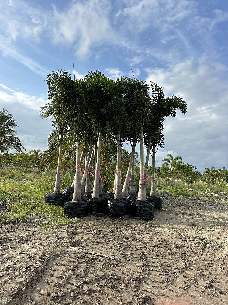 wodyetia-bifurcata-foxtail-palm