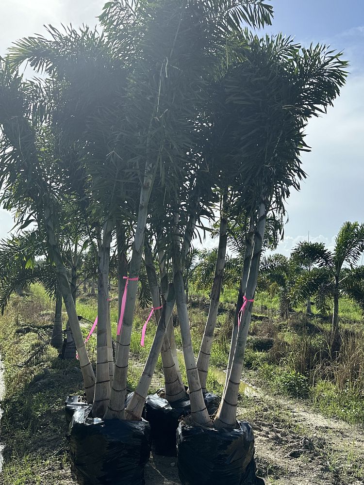 wodyetia-bifurcata-foxtail-palm