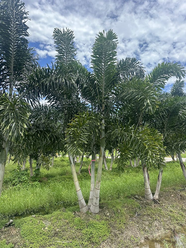 wodyetia-bifurcata-foxtail-palm