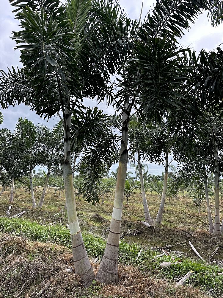 wodyetia-bifurcata-foxtail-palm