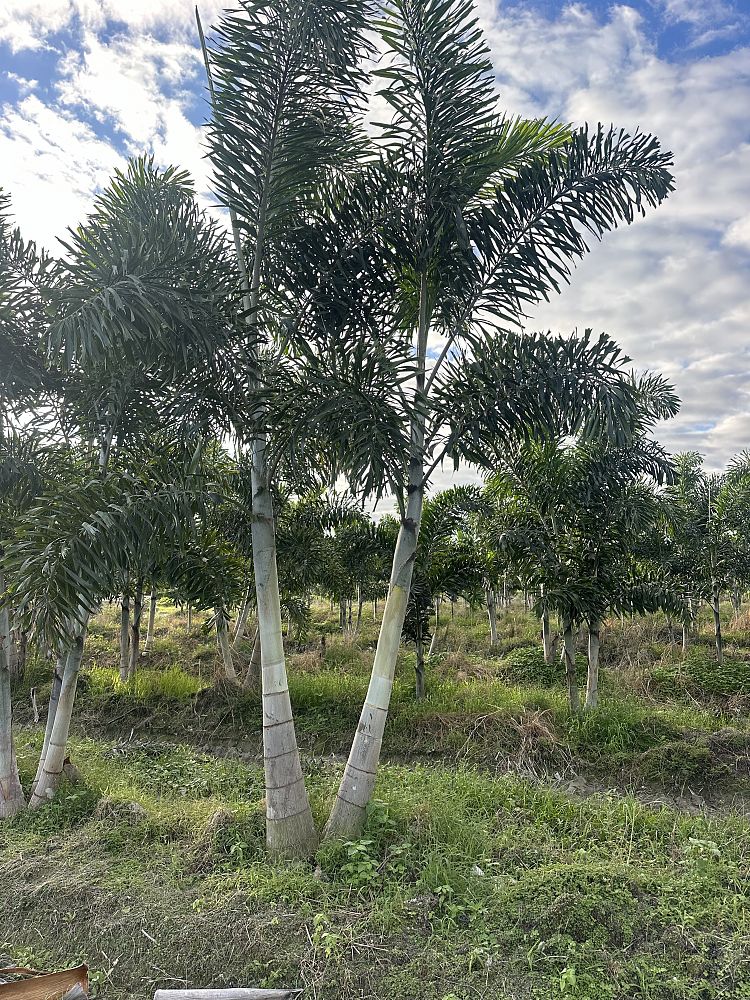 wodyetia-bifurcata-foxtail-palm