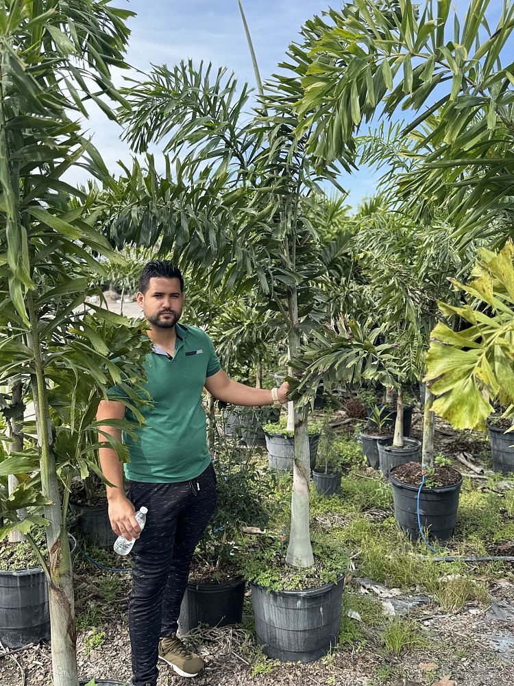 wodyetia-bifurcata-foxtail-palm