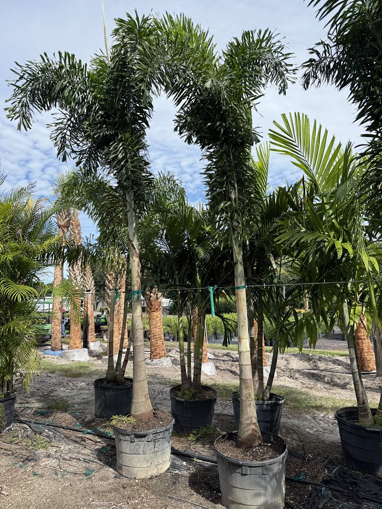 wodyetia-bifurcata-foxtail-palm
