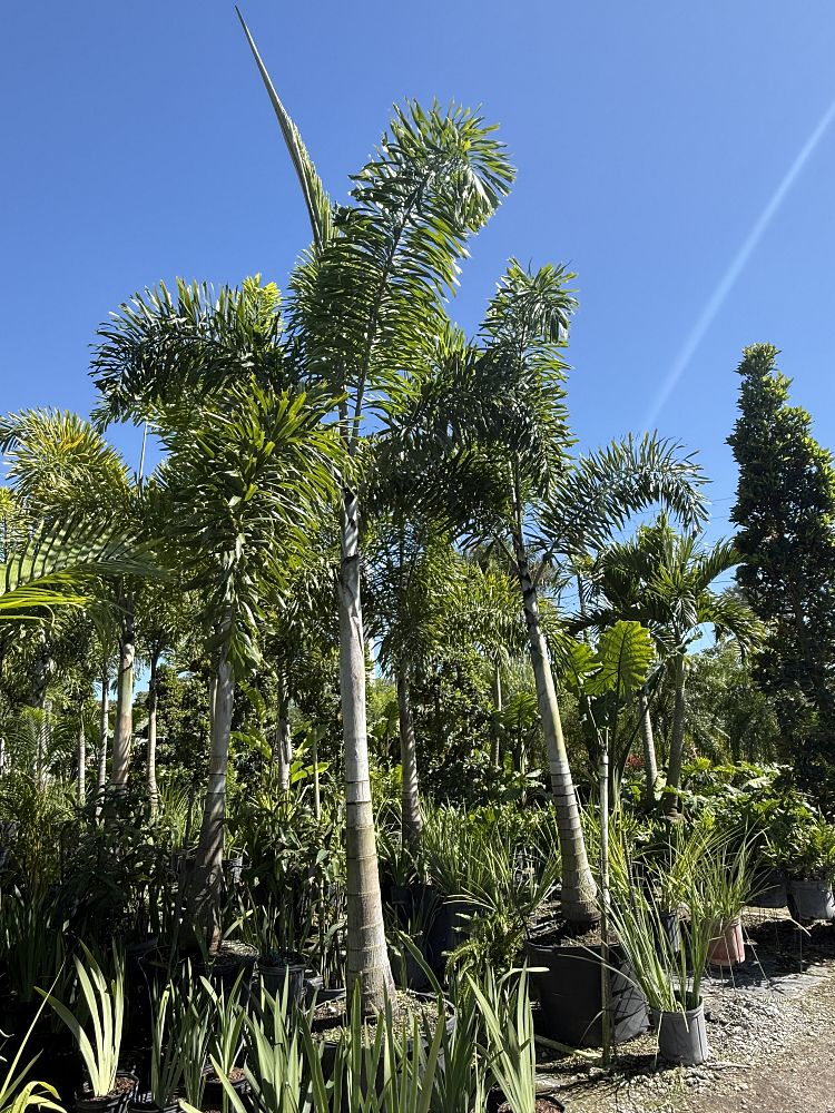 wodyetia-bifurcata-foxtail-palm