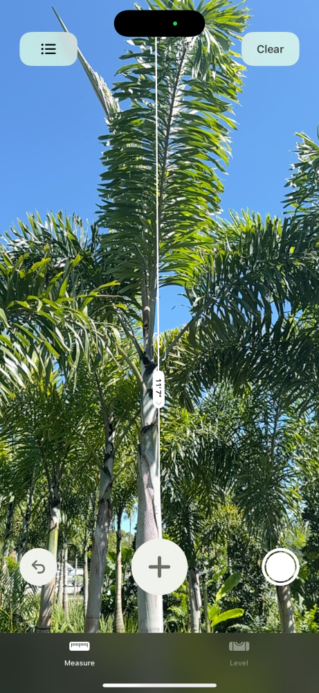 wodyetia-bifurcata-foxtail-palm