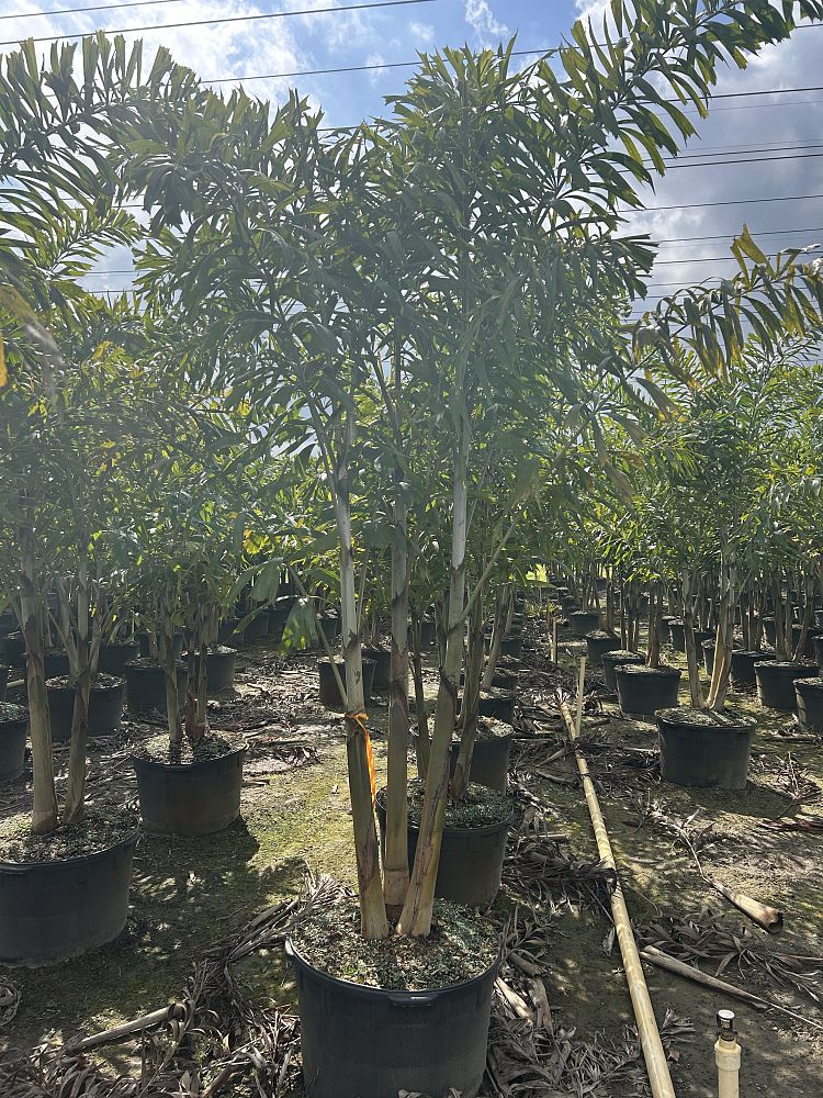 wodyetia-bifurcata-foxtail-palm