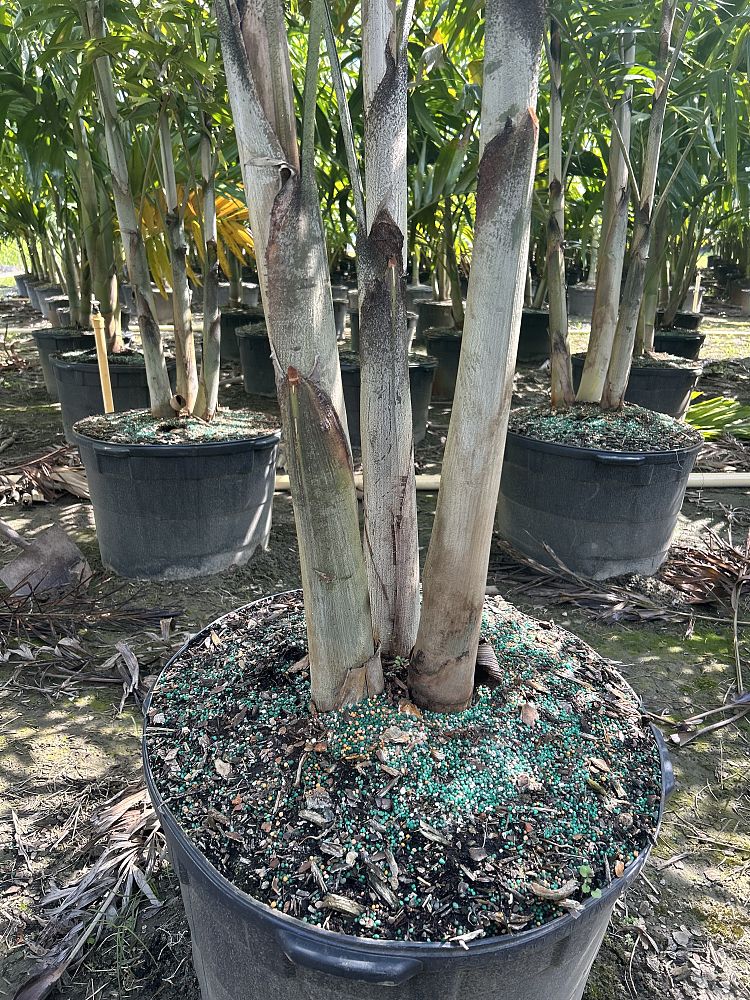 wodyetia-bifurcata-foxtail-palm
