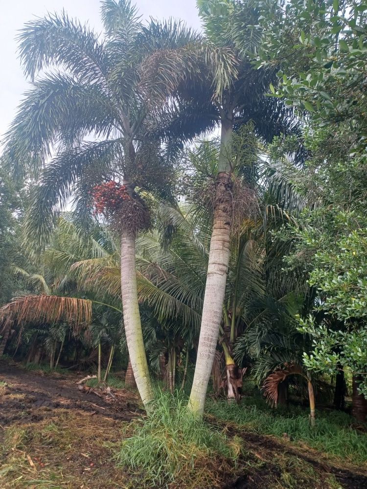 wodyetia-bifurcata-foxtail-palm