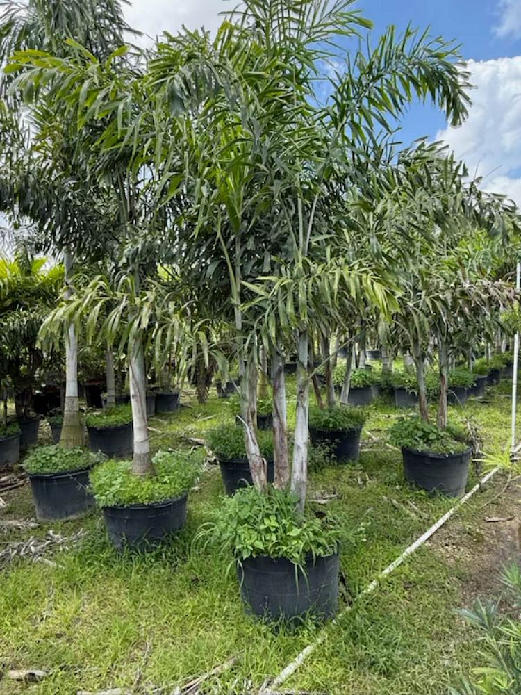 wodyetia-bifurcata-foxtail-palm