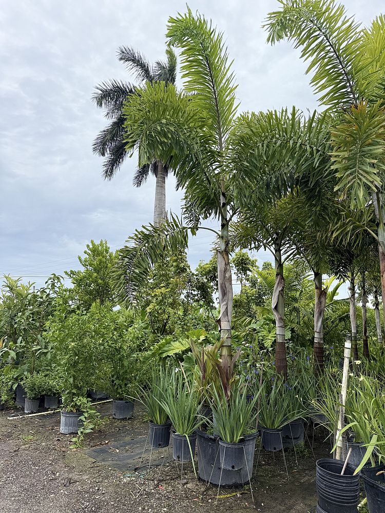 wodyetia-bifurcata-foxtail-palm