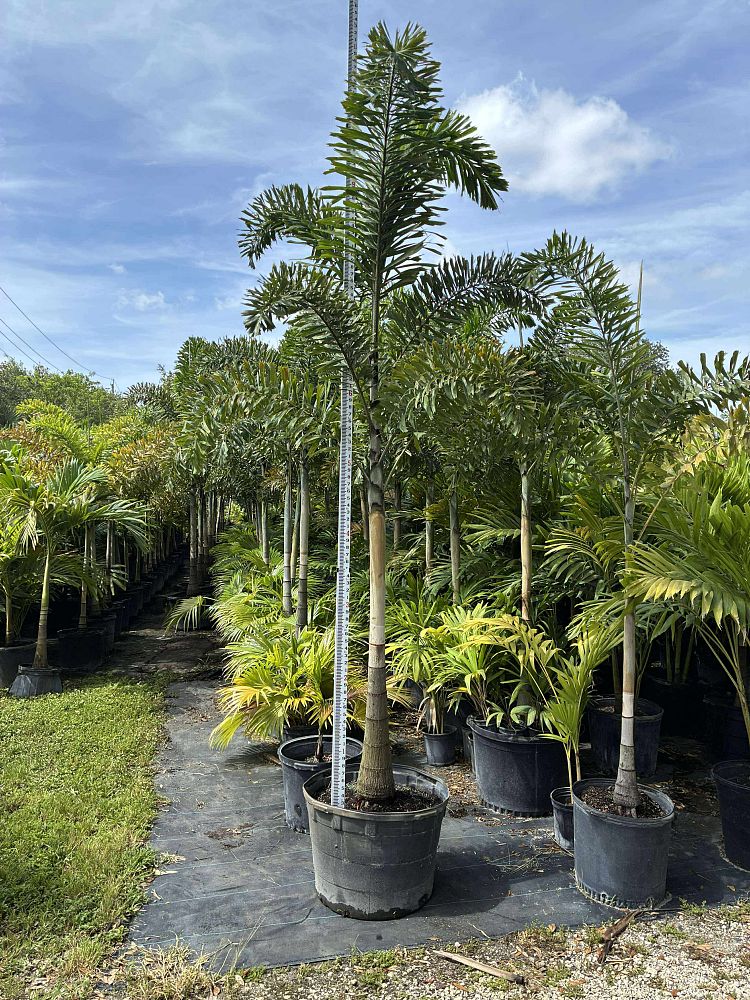 wodyetia-bifurcata-foxtail-palm