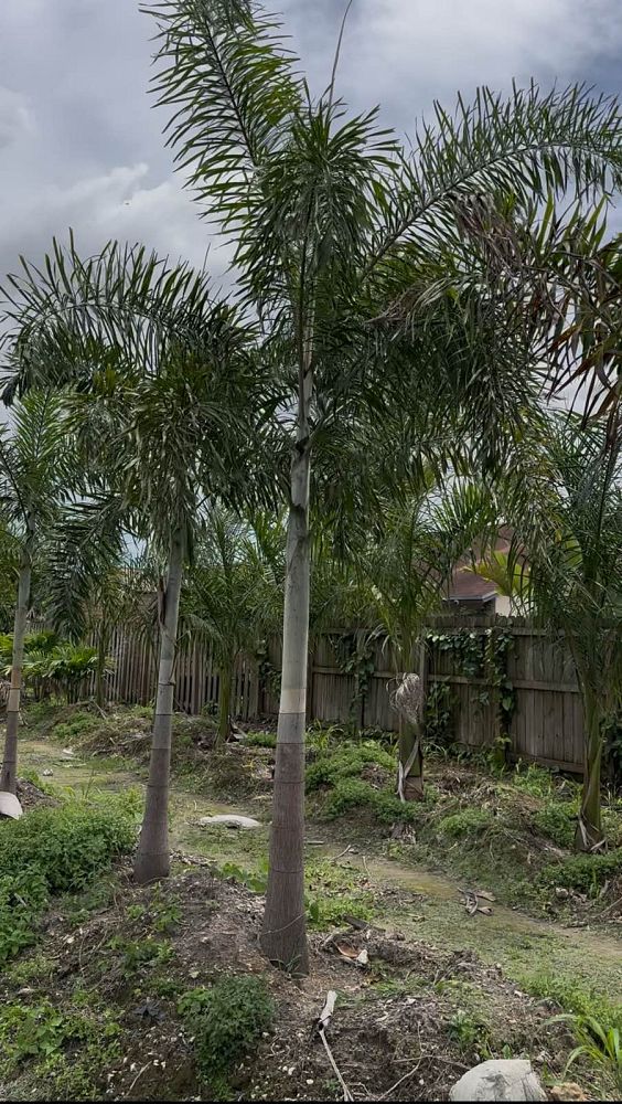 wodyetia-bifurcata-foxtail-palm