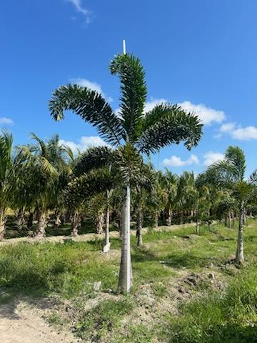 wodyetia-bifurcata-foxtail-palm