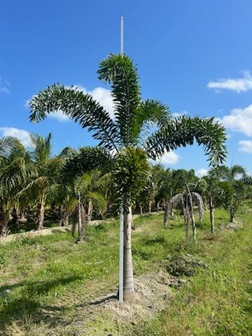 wodyetia-bifurcata-foxtail-palm